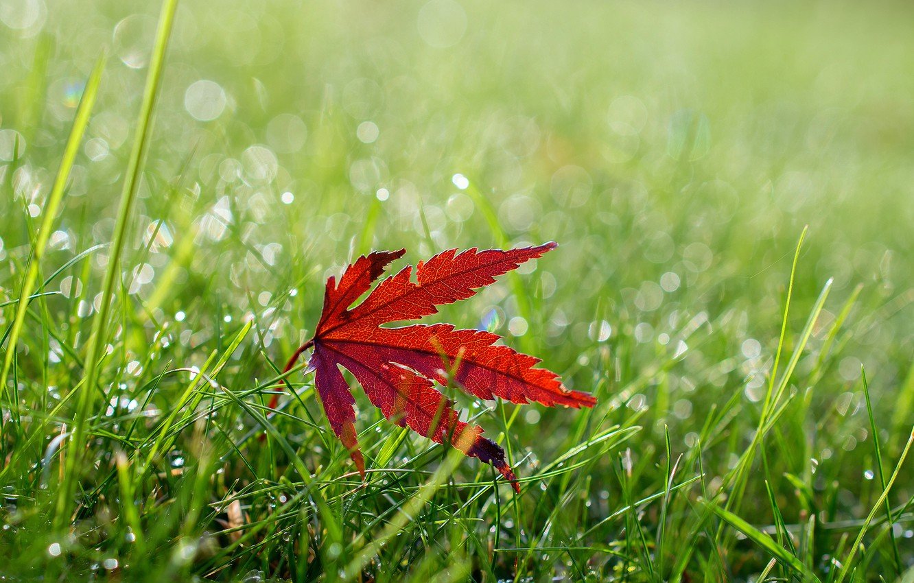 Осень какая трава. Листья травы. Осенняя трава. Листья зеленой травы. Осенние листья на траве.