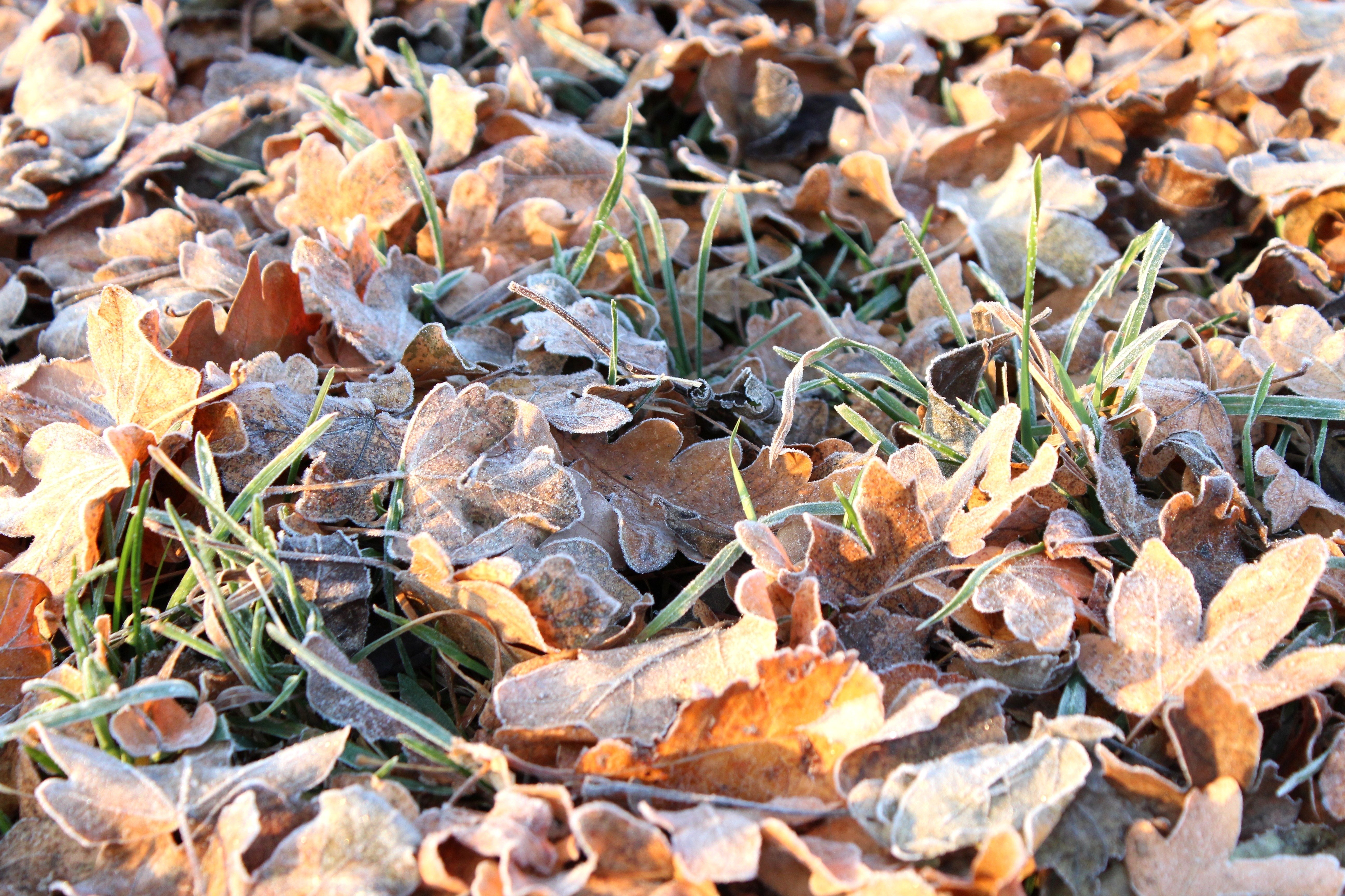 Листья заморозки. Осенние заморозки. Заморозки осенью. Увядание травы осенью. Увядающая природа.