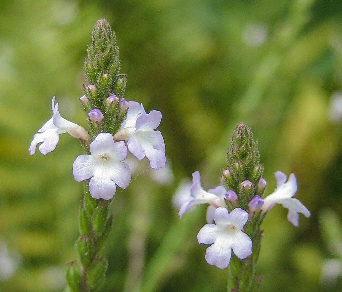 Корень вербена. Вербена officinalis. Вербена лекарственная (Verbena officinalis). Вербена Стрикта. Verbеna officinalis (лекарственная).