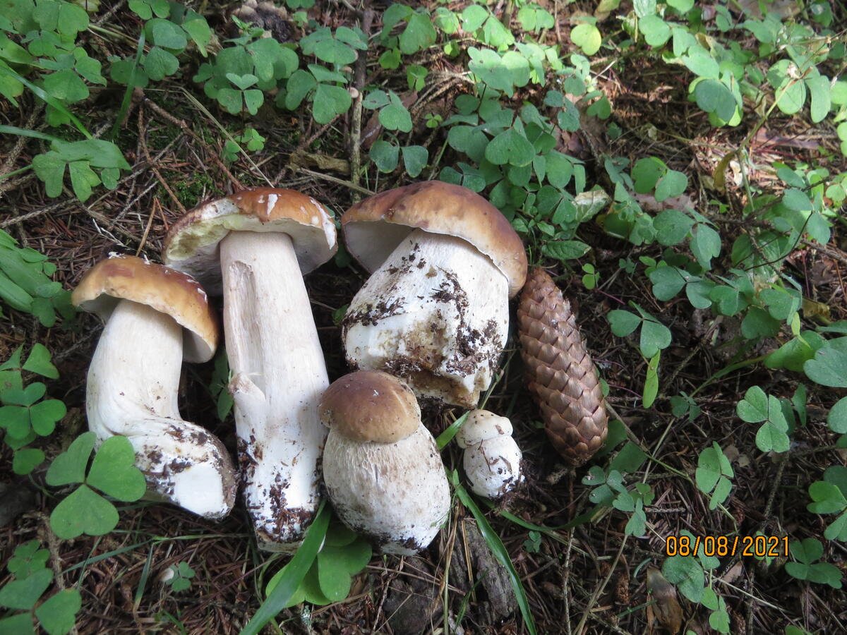Смоленские грибы
