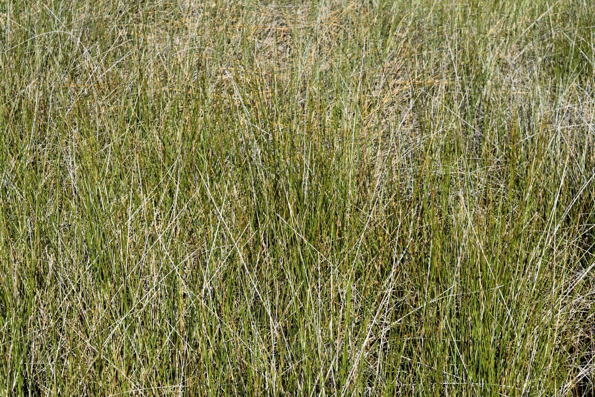 Болотистая трава. Болотная трава. Juncus articulatus. Высокая трава на болоте. Болотные злаковые.