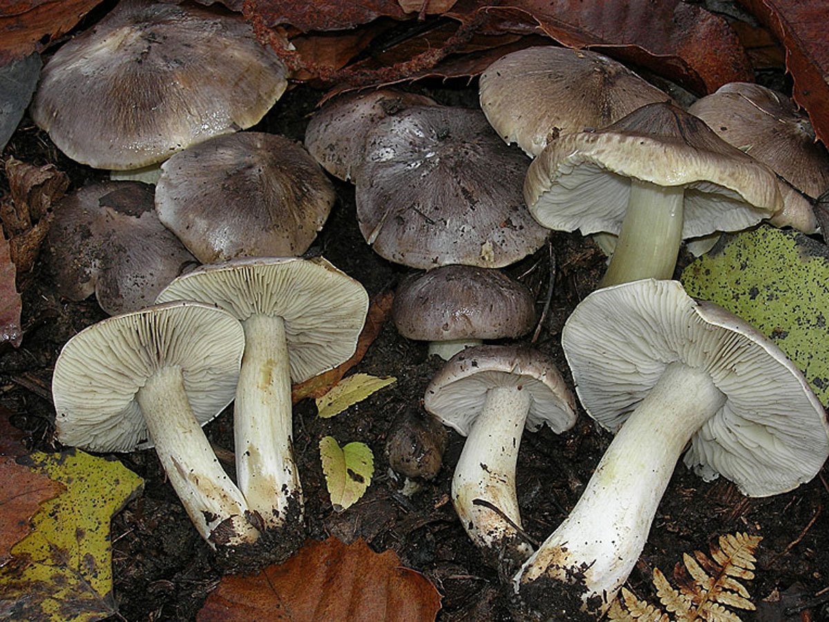 Рядовки описание фото. Грибы рядовки серые съедобные. Рядовка серая Tricholoma portentosum.. Грибы рядовки Петушки и курочки. Грибы Рядухи съедобные?.