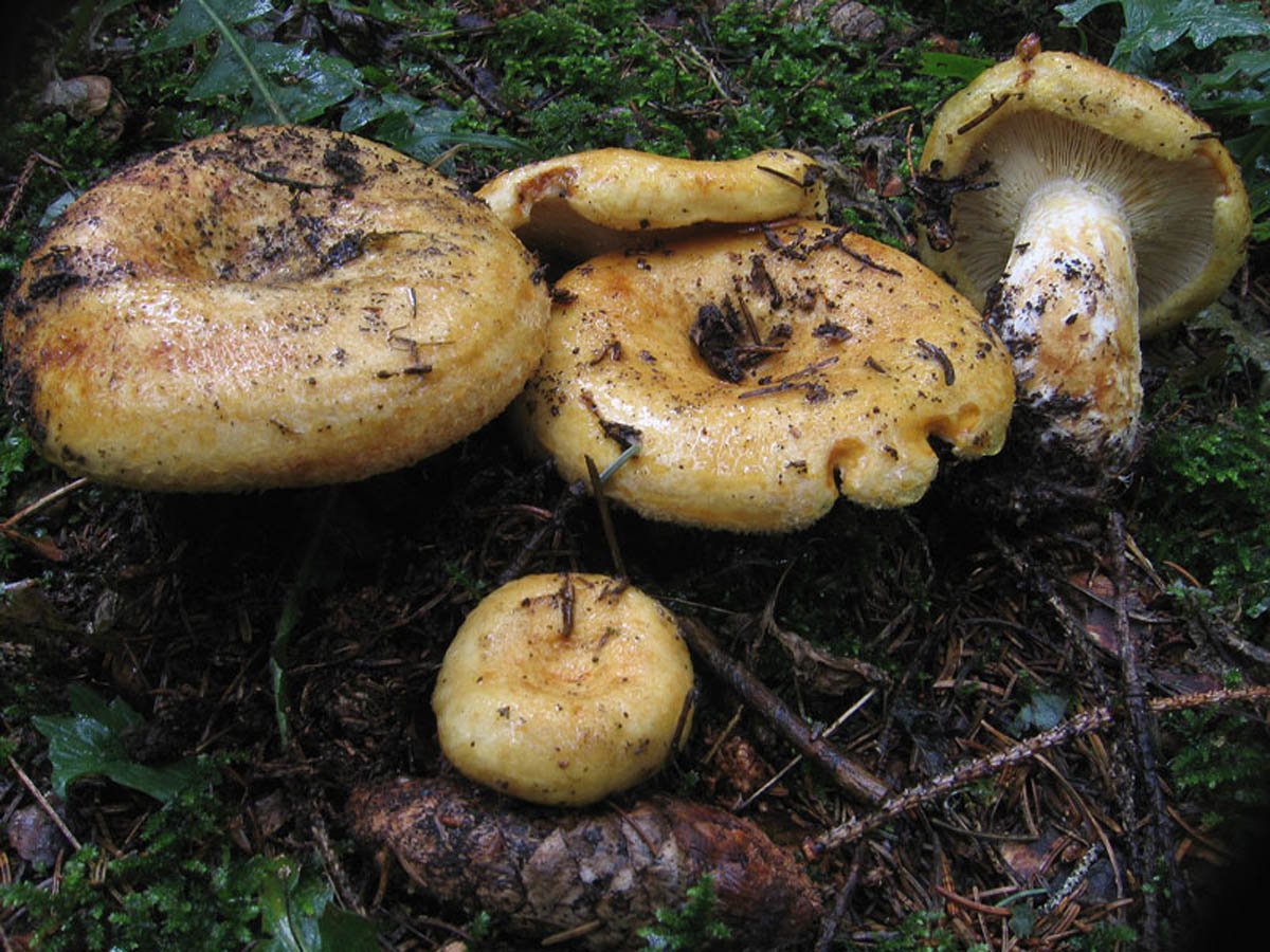 Есть гриб груздь. Груздь жёлтый Lactarius scrobiculatus. Грузди грибы. Груздь гриб съедобный. Подгруздок желтый.
