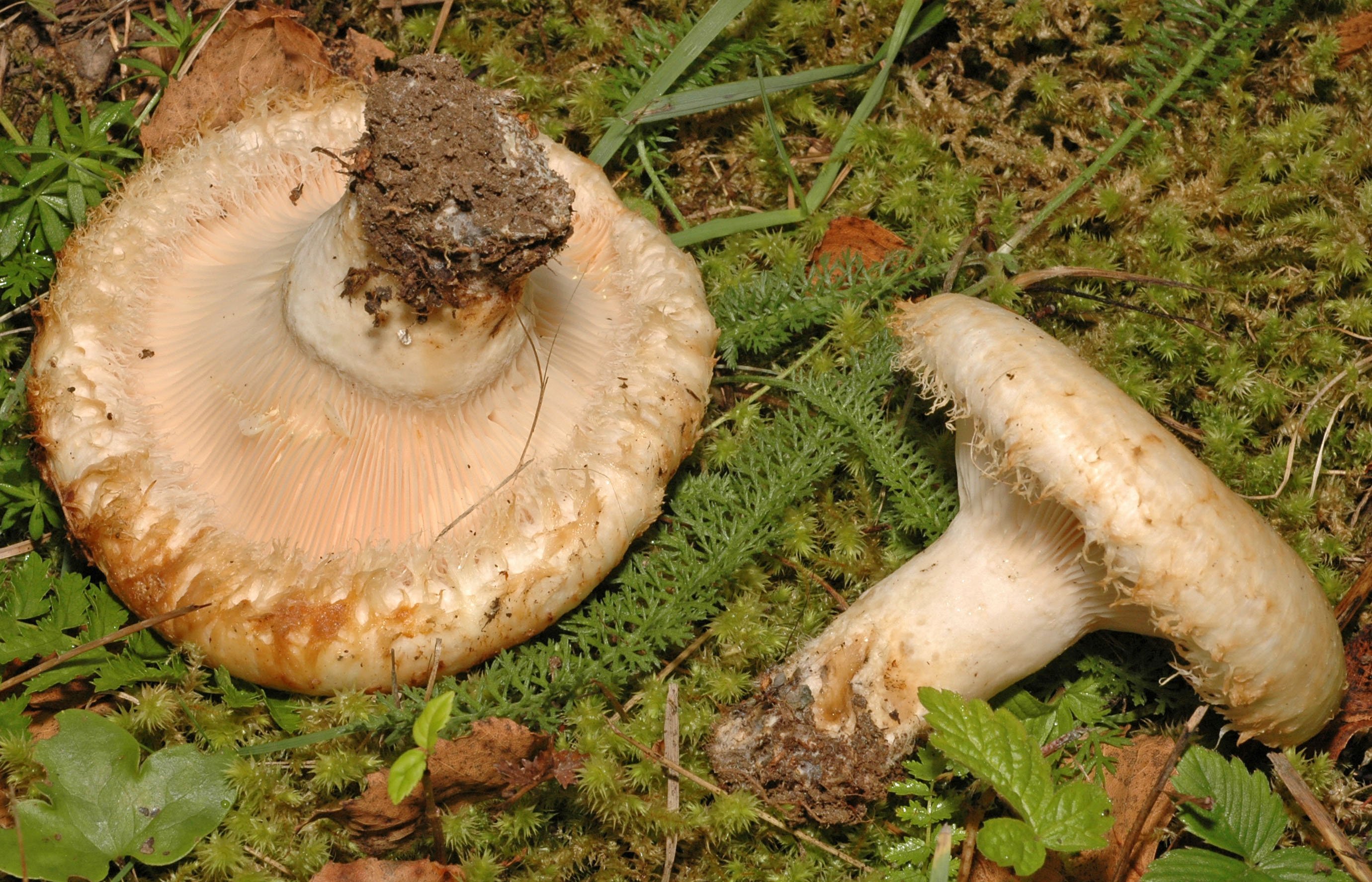 Как называется гриб похожий. Груздь бахромистый Lactarius citriolens. Гриб белый груздь. Груздь водянистозоновый (Lactarius aquizonatus). Пластинчатые грибы грузди.