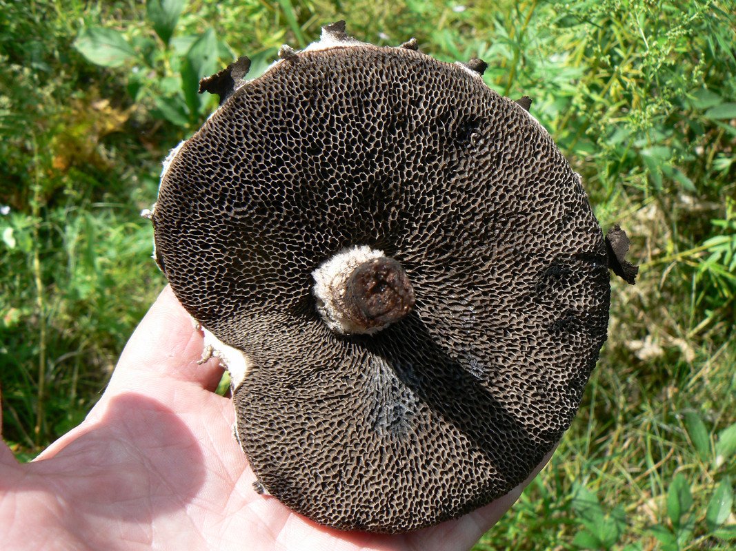 Трубчатый гриб 7. Темно коричневый трубчатый гриб. Трубчатый гриб с бархатистой шляпкой. Черный трубчатый гриб. Черный бархатный гриб.
