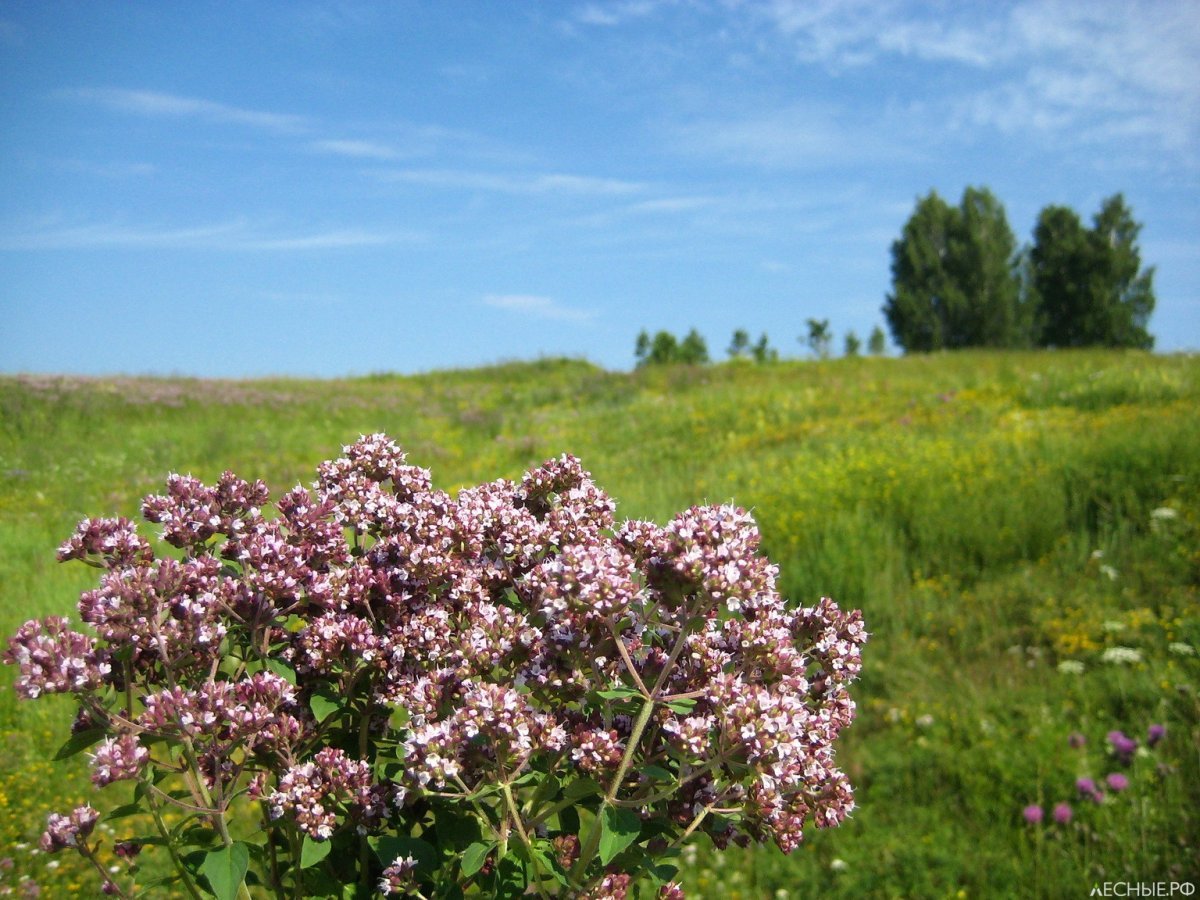 Душица Rosenkuppel