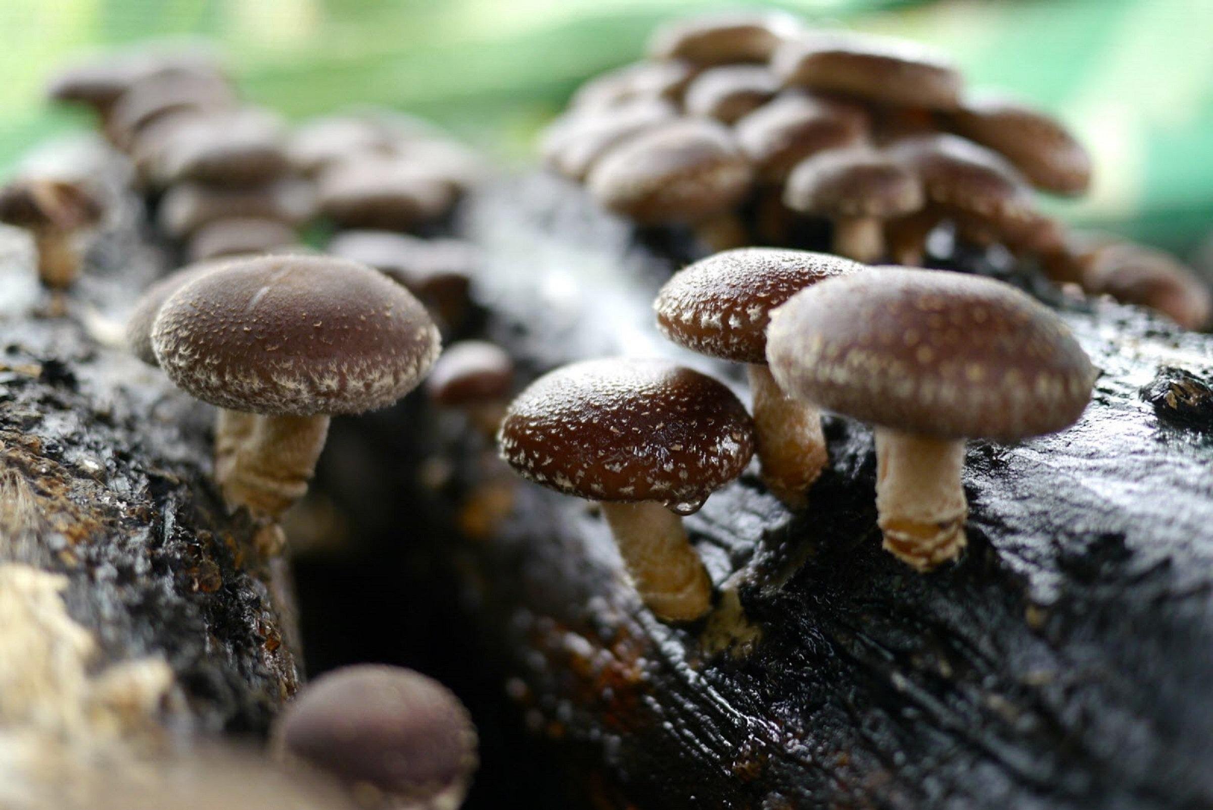 Фото гриб свойства. Гриб шиитаке. Китайские грибы шиитаке. Шиитаке Shiitake (Lentinula edodes). Мицелий шиитаке.