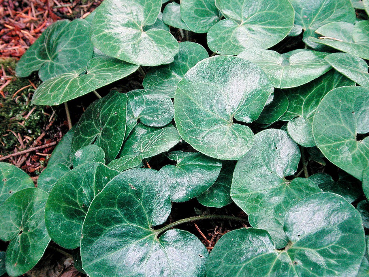 Plants great britain. Копытень Европейский Asarum europaeum. Хоста копытень Европейский. Копытень Зибольда. Копытень вариегатный.