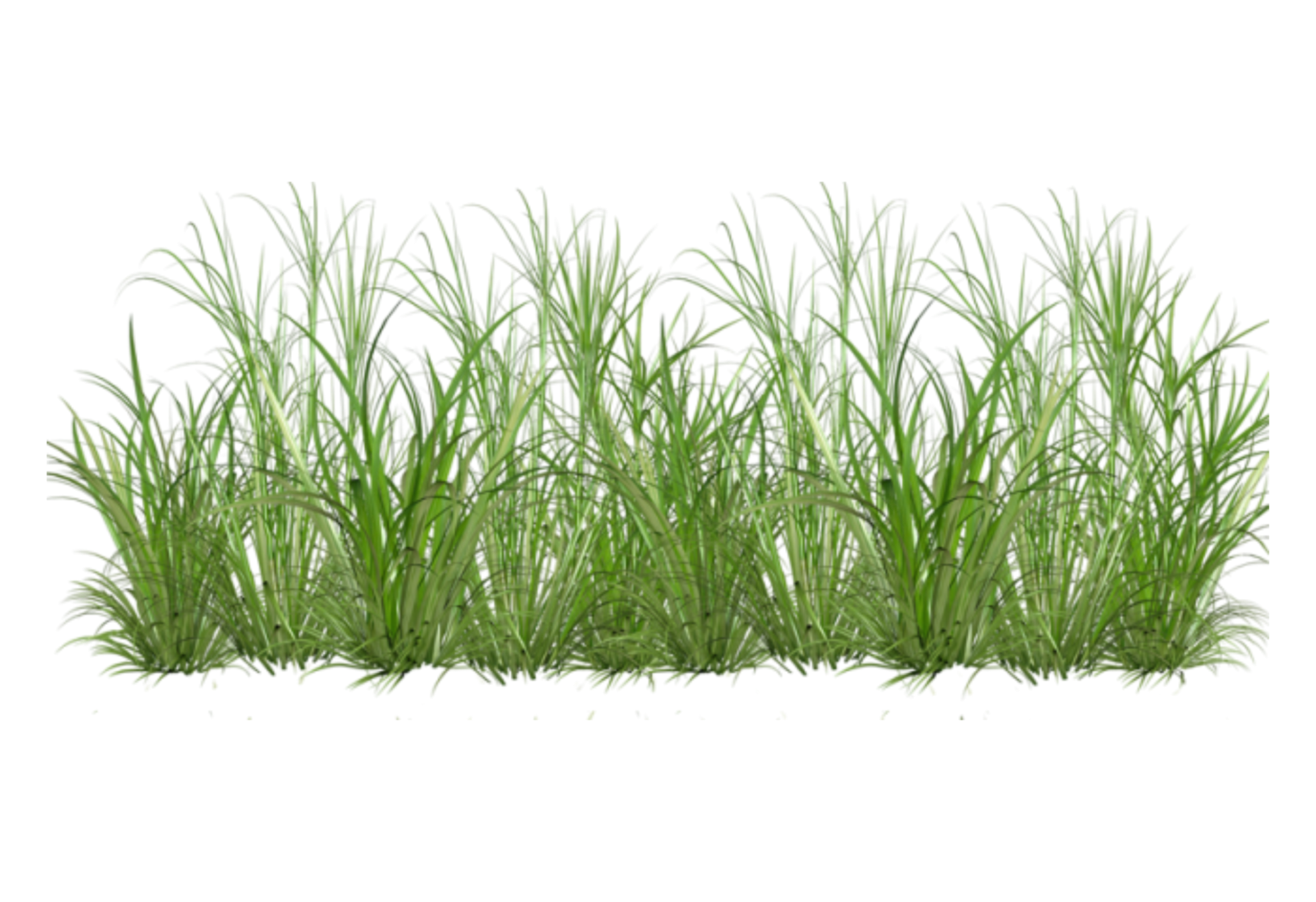 Трава в полный рост. Трава Грасс Лонг куст. Растения без фона. Трава на прозрачном фоне. Кусты травы для фотошопа.