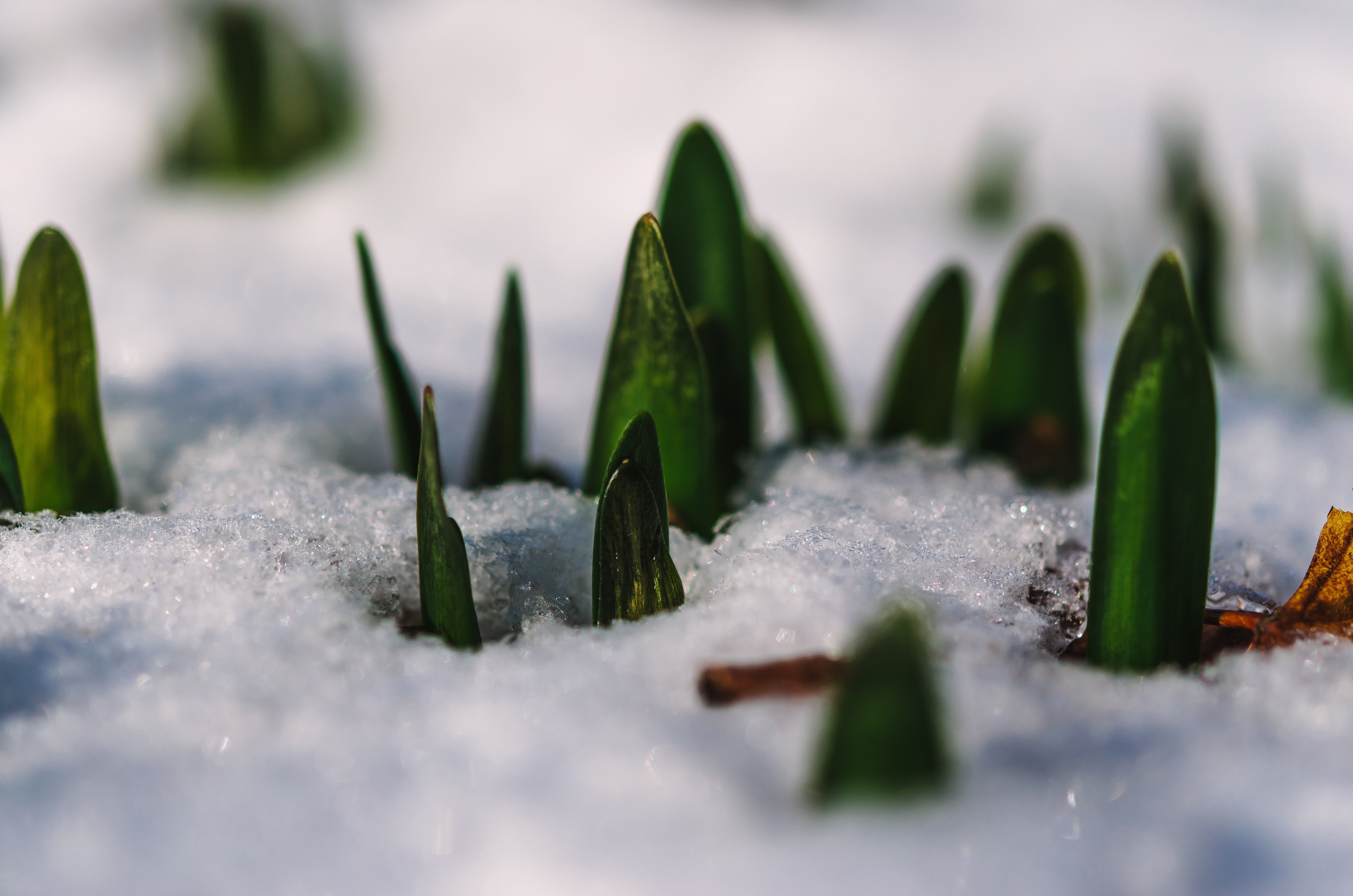 Снег сохраняет тепло. Растения под снегом. Трава под снегом. Растения зимой. Растения под снегом зимой.