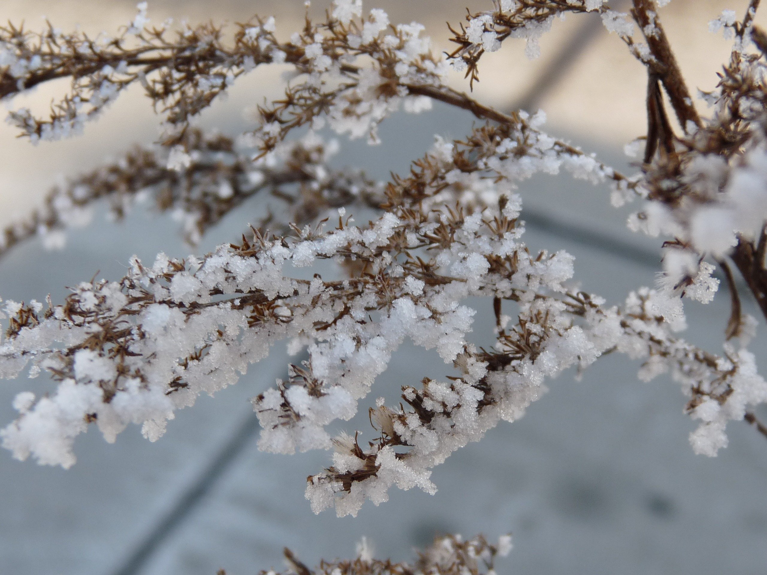 Plants winter. Цветение снега. Цветение зимой. Растения в снегу. Цветет до снега.