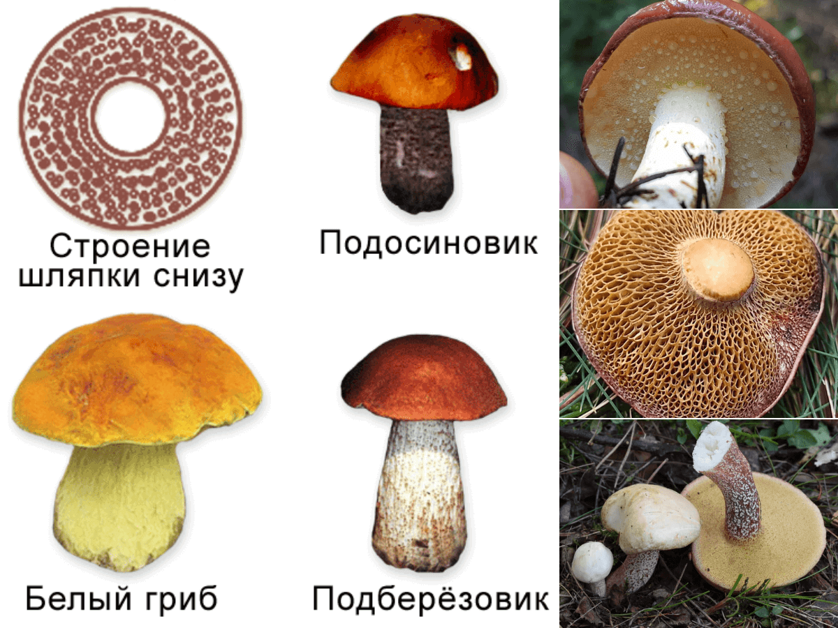 Группа трубчатых грибов