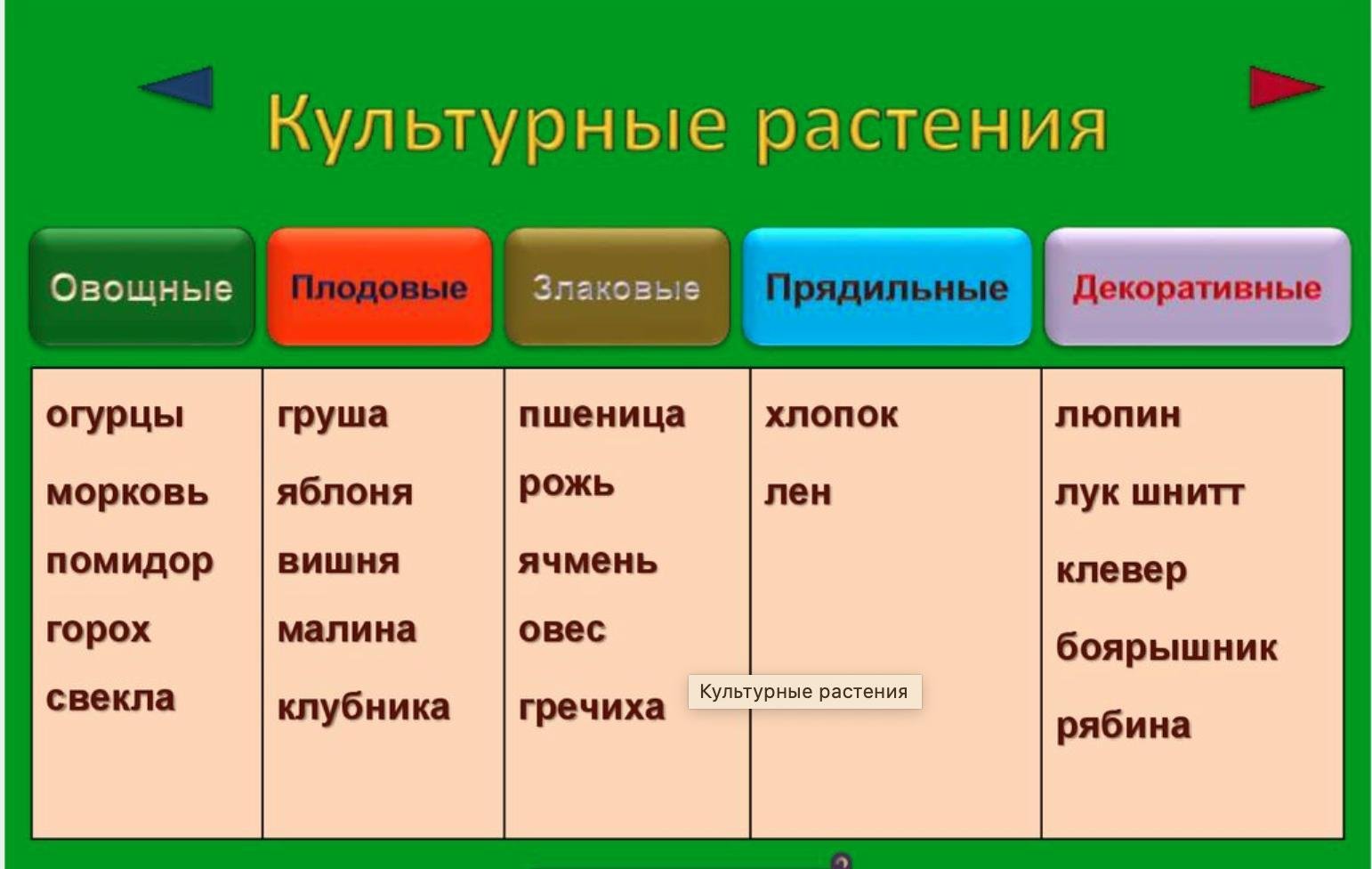 Культурные кустарники и травы