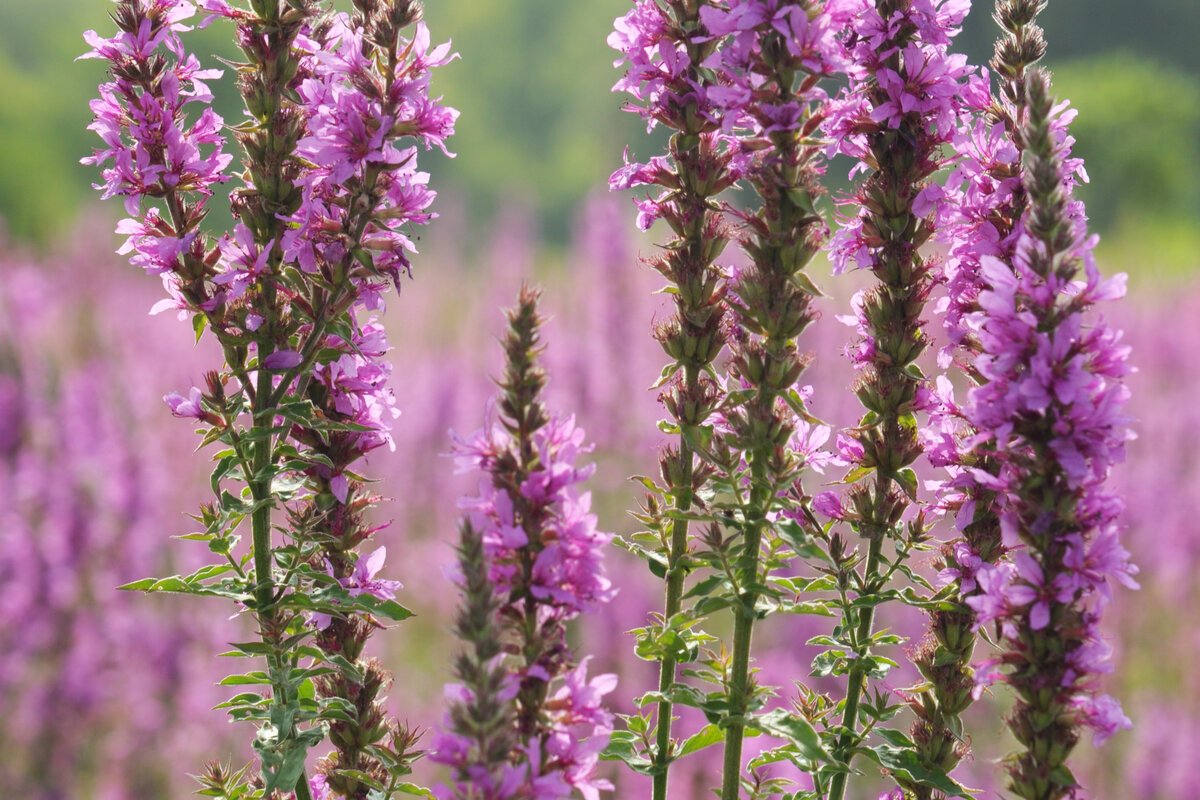 Иссоп лекарь. Иссоп растение. Иссоп лекарственный (Hyssopus officinalis). Иссоп Hyssopus officinalis Hyssop.