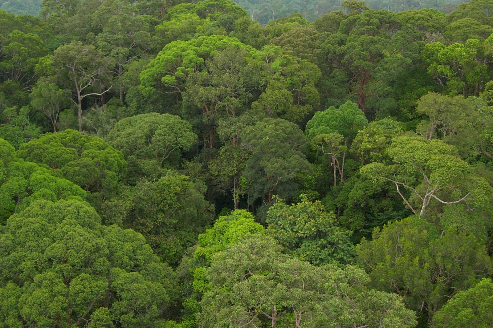 На каком материке расположен дождевой лес сельва. Тропическими дождевыми вечнозелеными леса Африки. Влажные тропические леса Борнео. Эвкалиптовые леса Австралии.