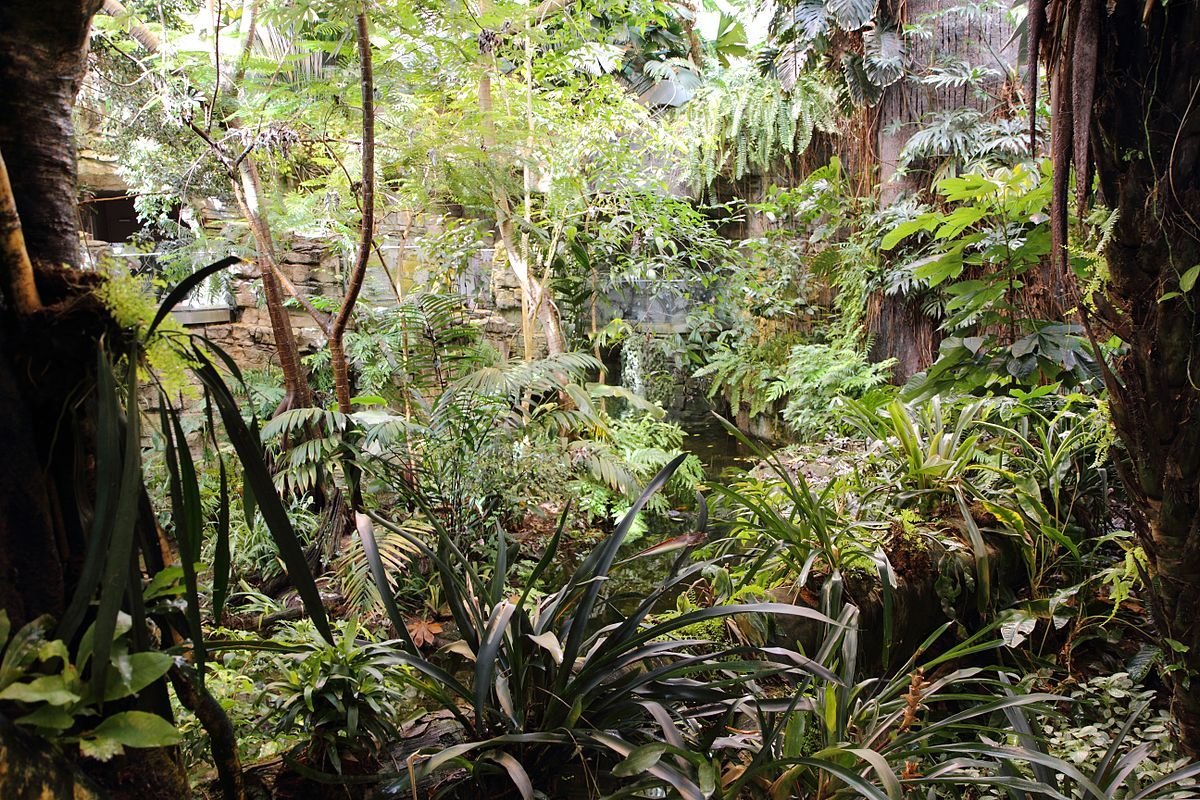 Растения и животные природной зоны экваториальные леса. Гилея Южной Америки это. Гилея — влажные тропические леса. Влажные листопадные тропические леса Африки. Нижний ярус тропического леса.