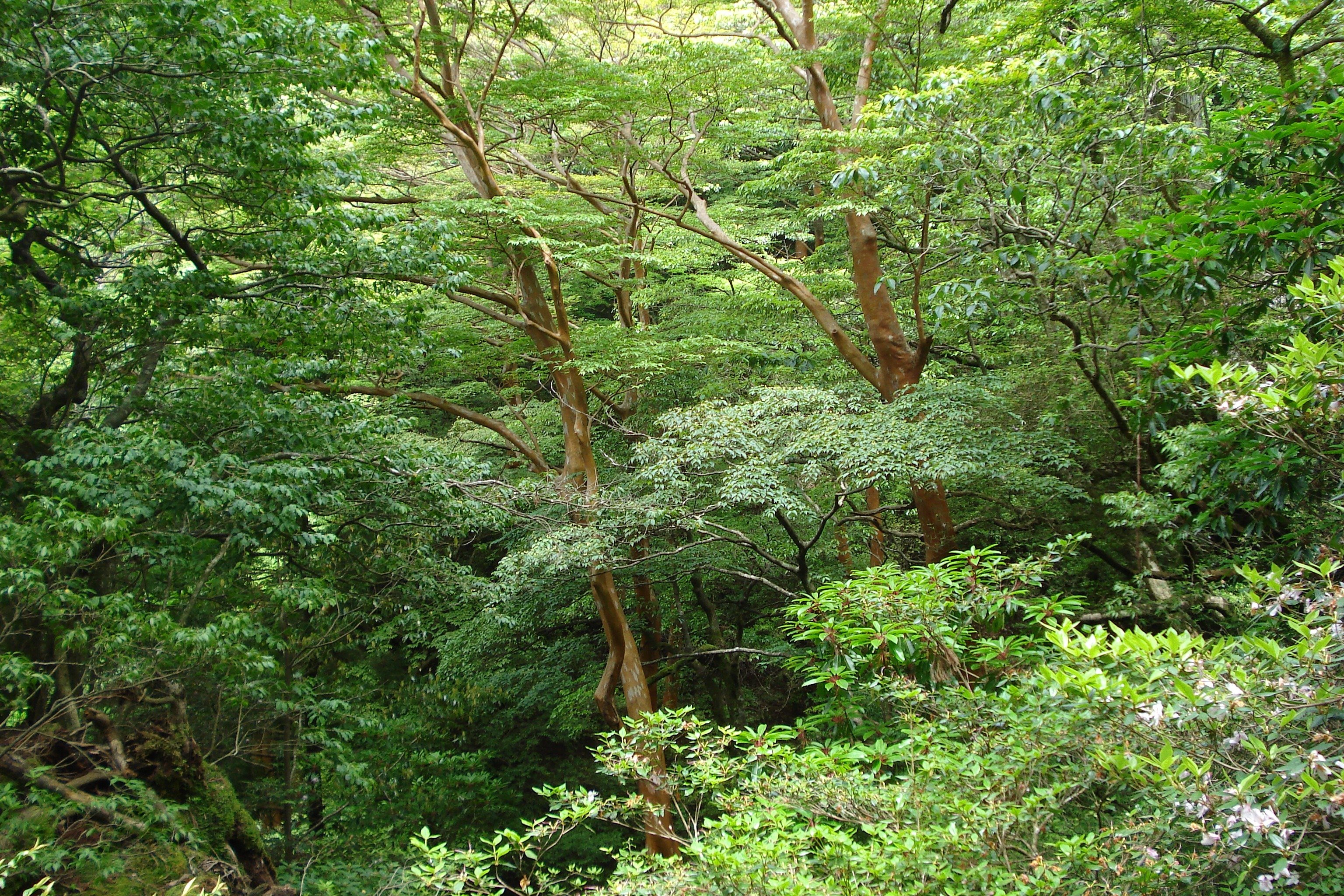 Хвойно широколиственные леса произрастают. Широколиственный лес растения. Широколиственный лес растительный мир. Листопадные деревья Сочи\. Широколиственный лес ярусы.