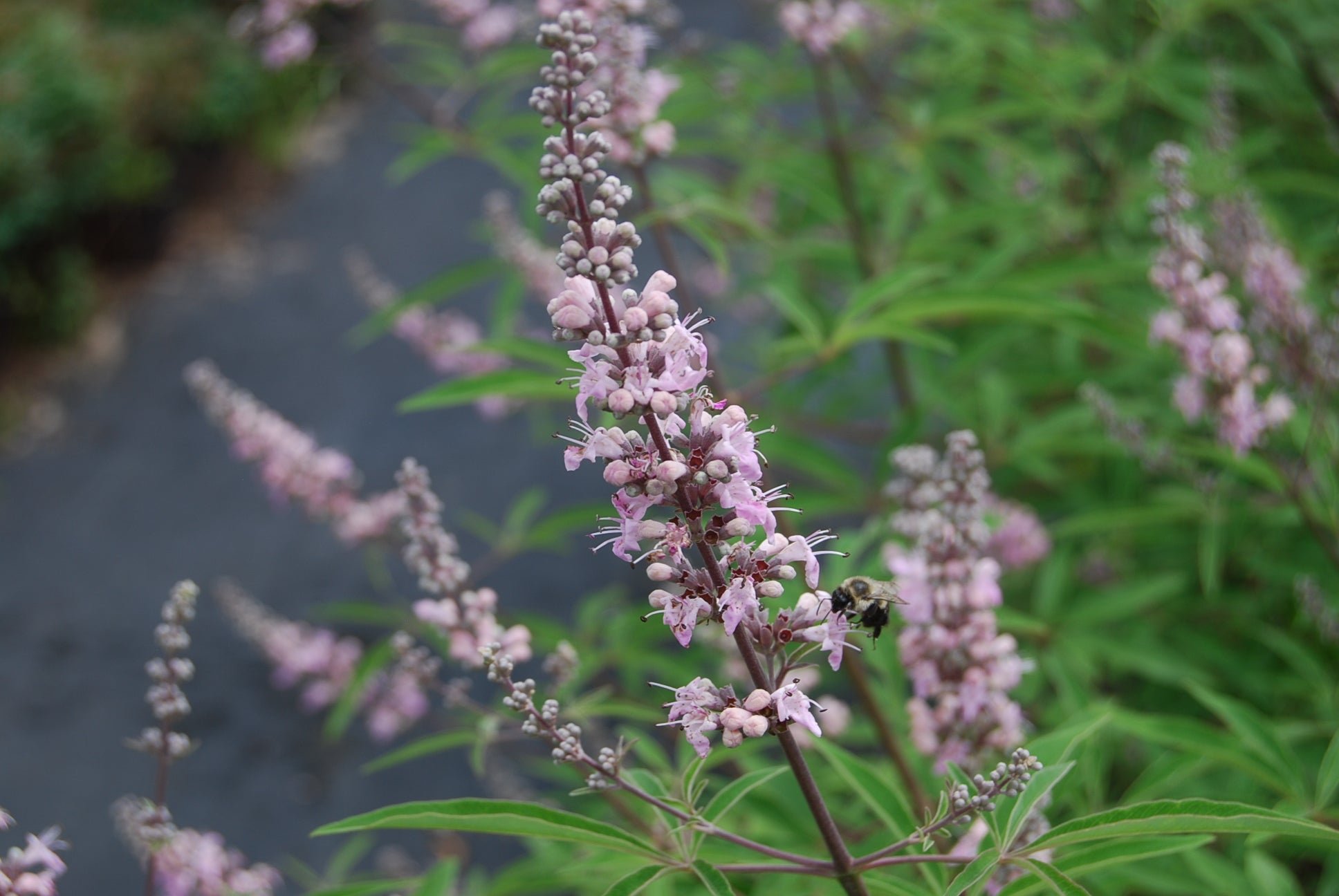 Vitex agnus castus. Прутняк священный Витекс. Прутняк Авраамово дерево. Agnus castus (прутняк). Прутняк обыкновенный (Витекс священный).