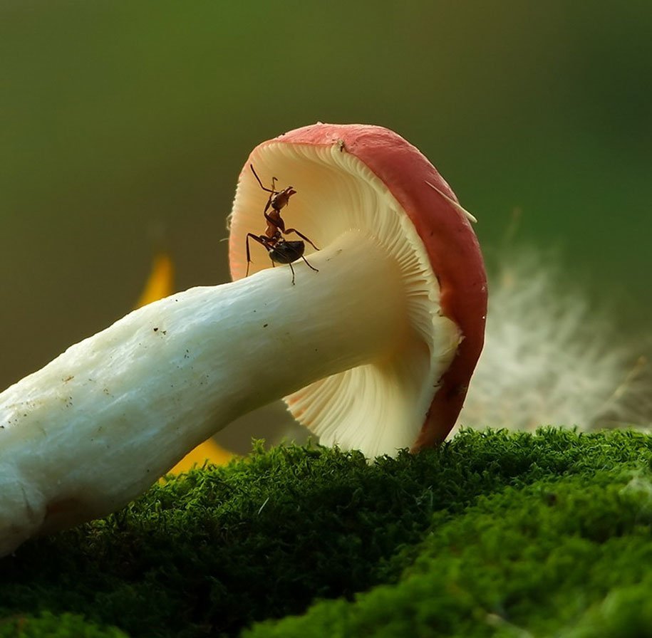 Мир природы грибы. Красивые грибы. Удивительные грибы. Самые красивые грибы. Макросъемка.