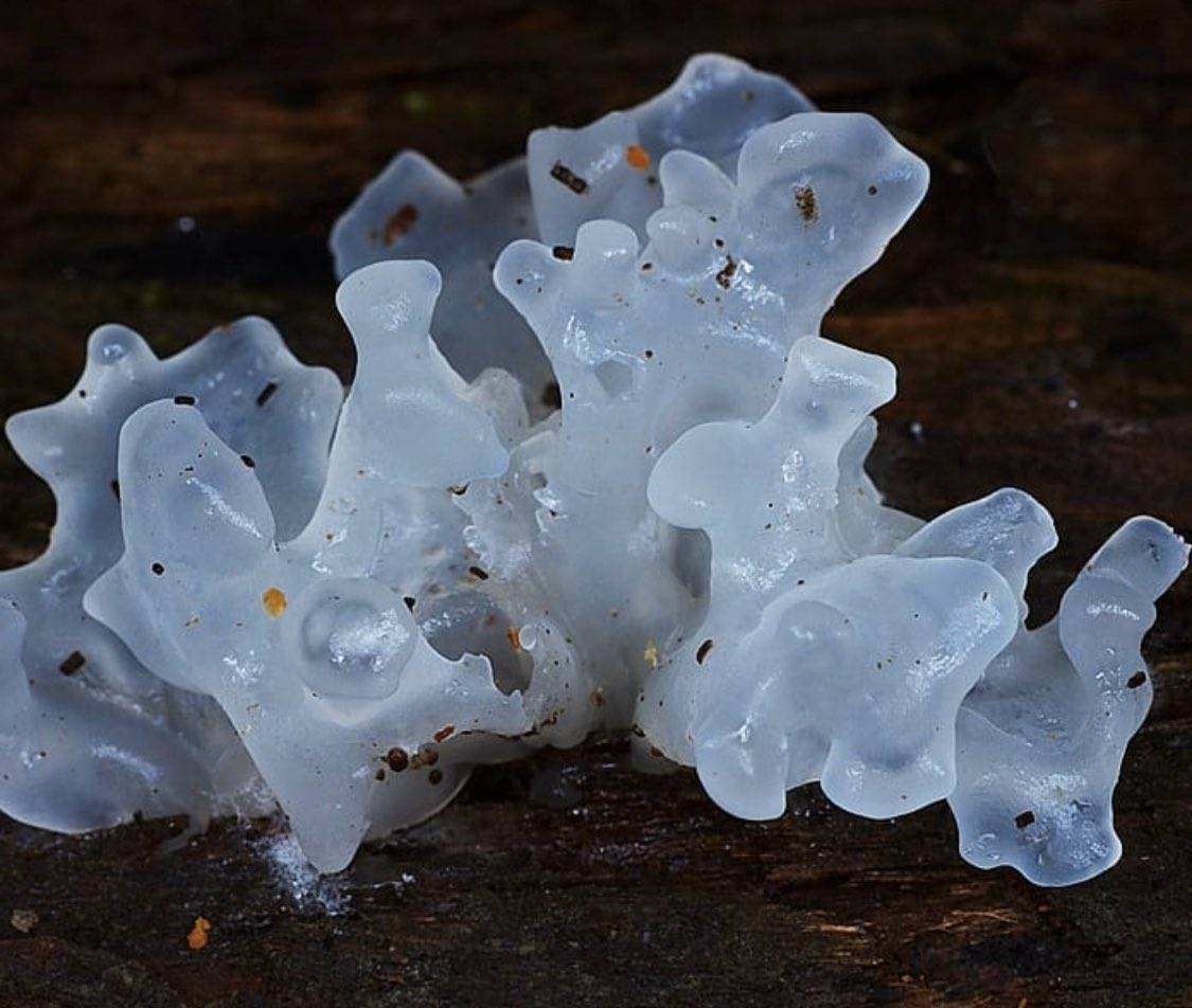 Морской гриб инадзума где найти. Tremella fuciformis. Tremella fuciformis гриб. Грибы ледяной гриб тремелла. Дрожалка фукусовидная (Tremella fuciformis).