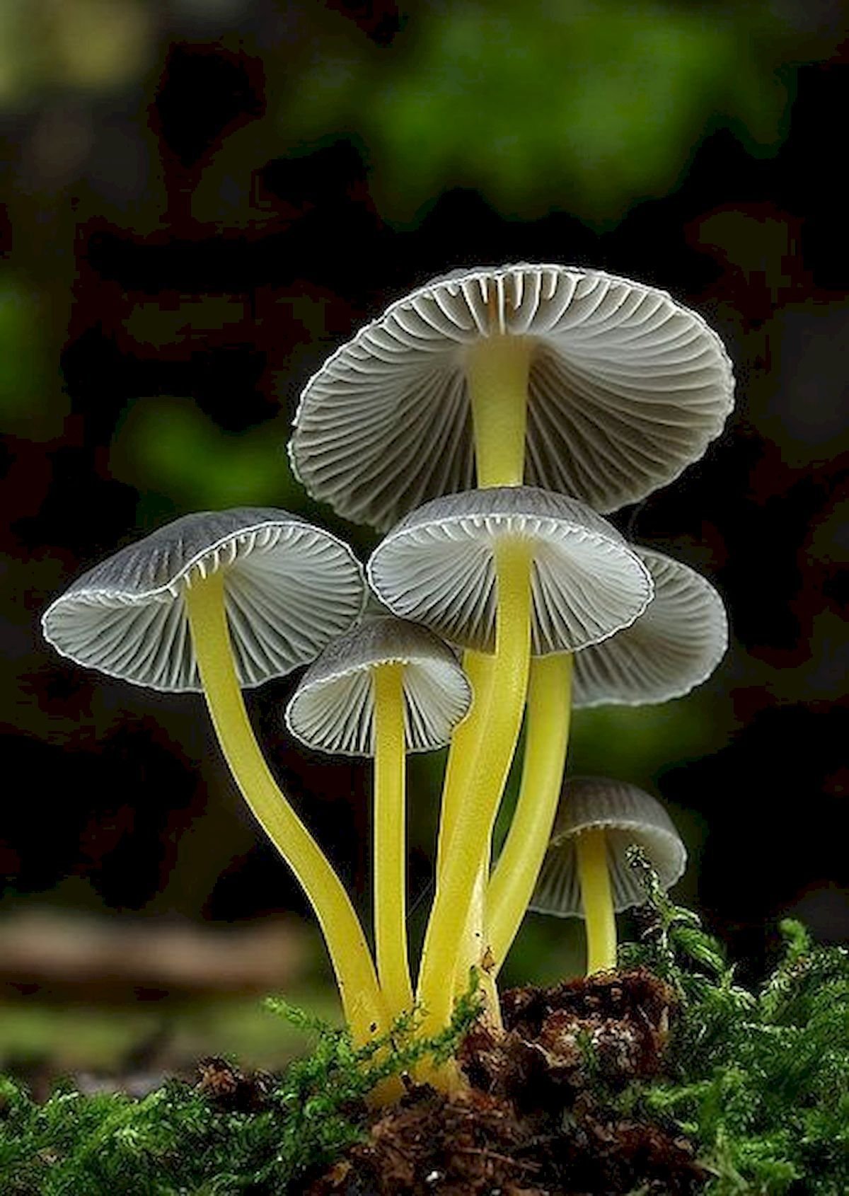 Цветок гриб