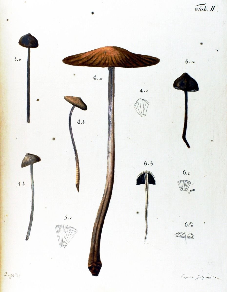 Тонкие длинные грибы