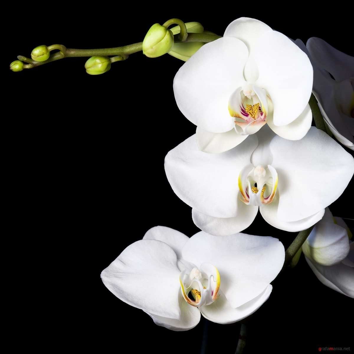 Лесная орхидея белая