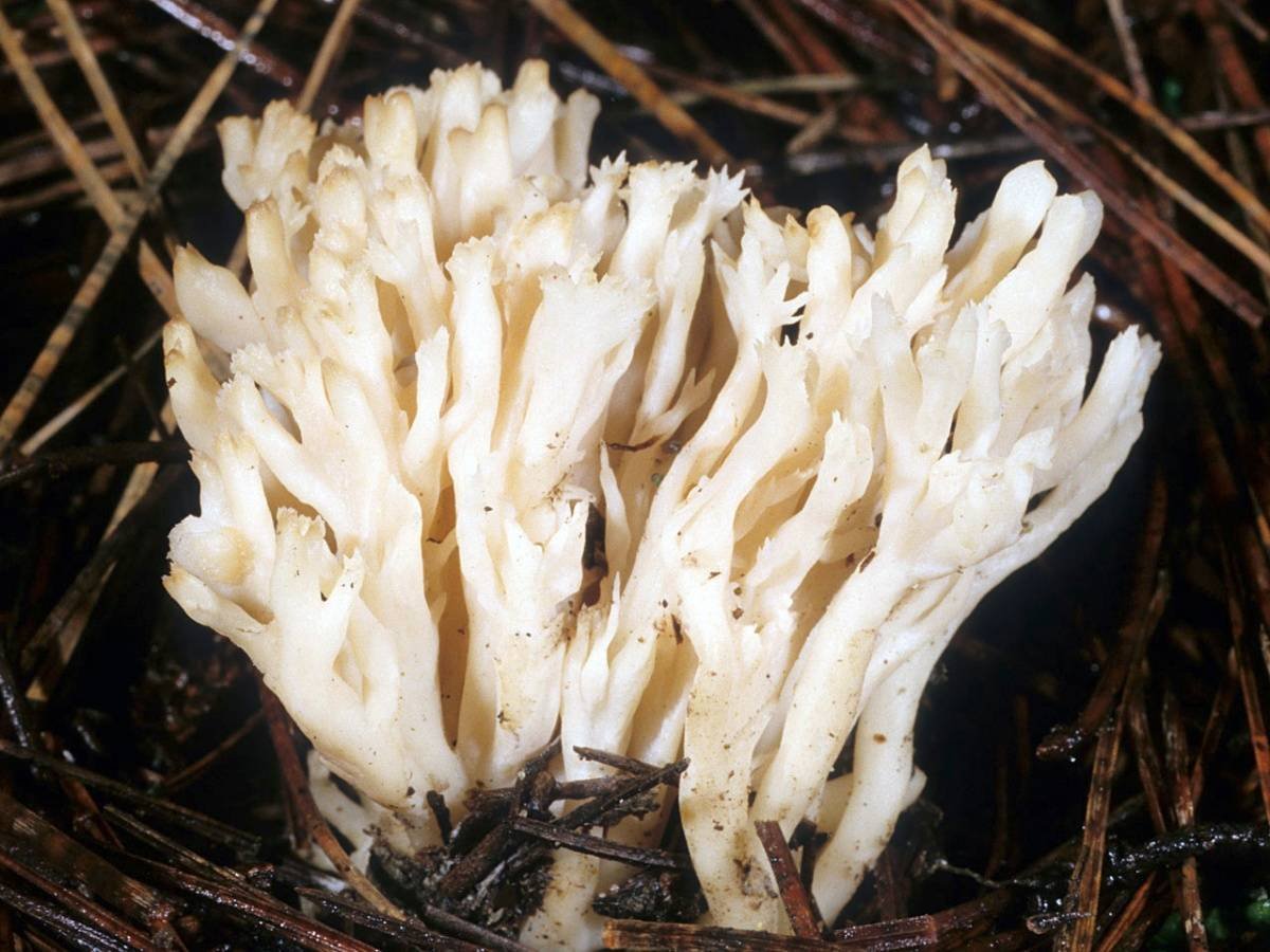 Кораллы съедобные грибы