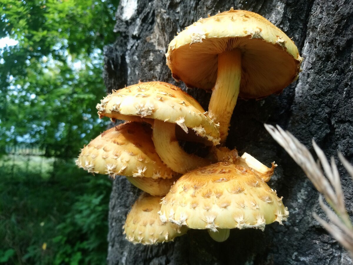 Крупным планом съедобные грибы вешенки (citrinopileatus) на дереве.