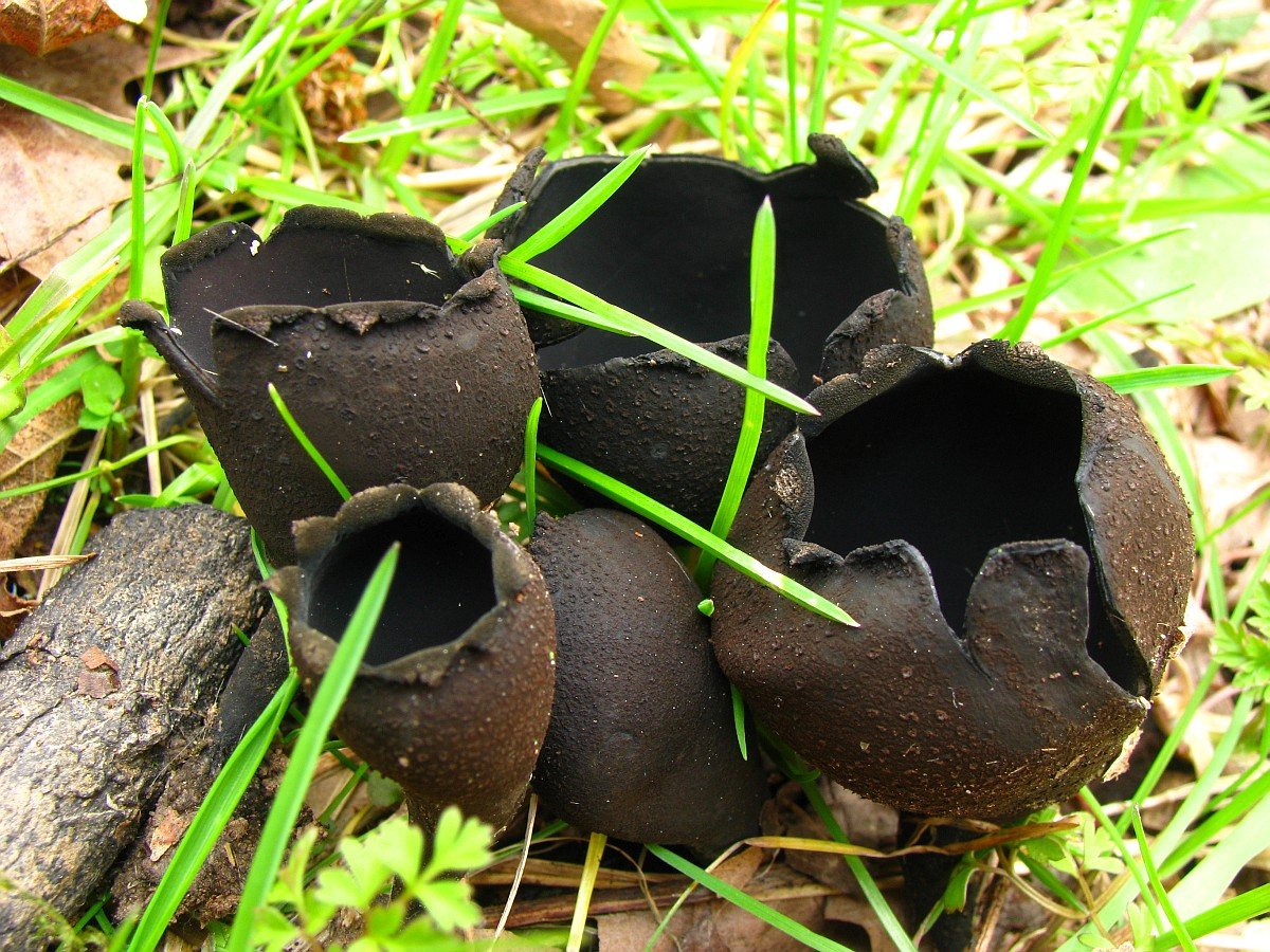 Черные грибы виды. Саркосцифа черная гриб. Саркосцифа коричневая гриб. Гриб урнула черная. Черные весенние грибы.