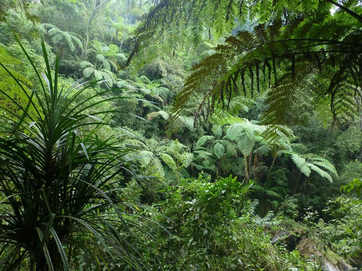 Субтропический лес растения