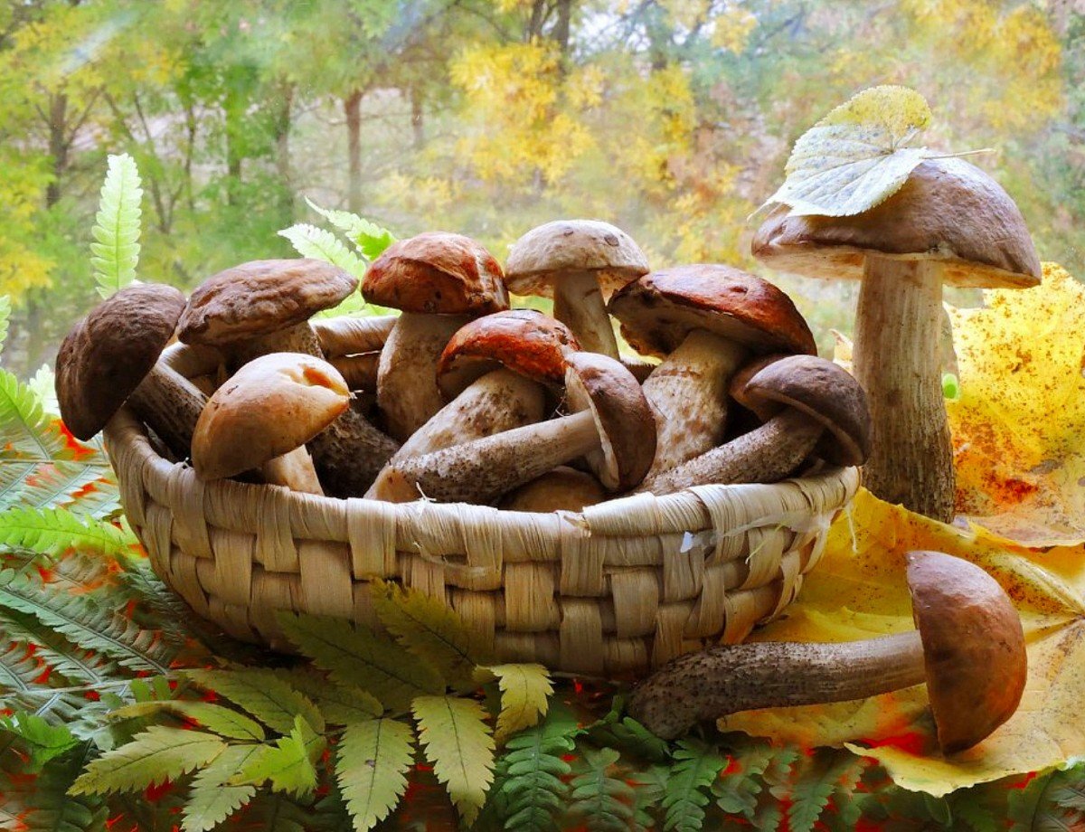 Лето грибами осень плодами. Грибное лукошко ассорти. Осенние грибы. Грибы в осеннем лесу. Осень грибы.