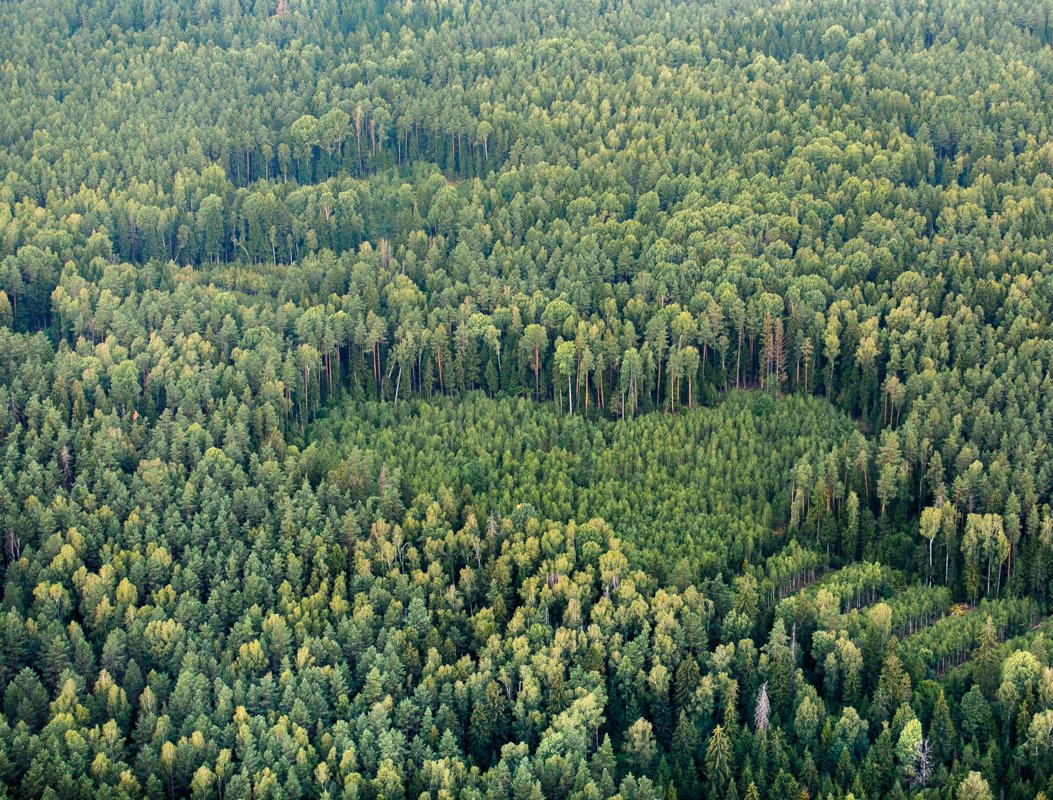 Виды лесных культур