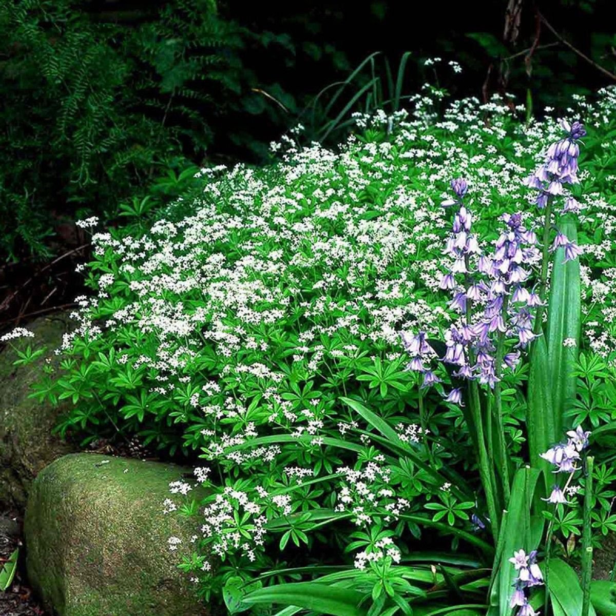 Травянистые растения на даче. Подмаренник душистый. Подмаренник Galium odoratum. Галиум одоратум растение. Ясменник душистый.