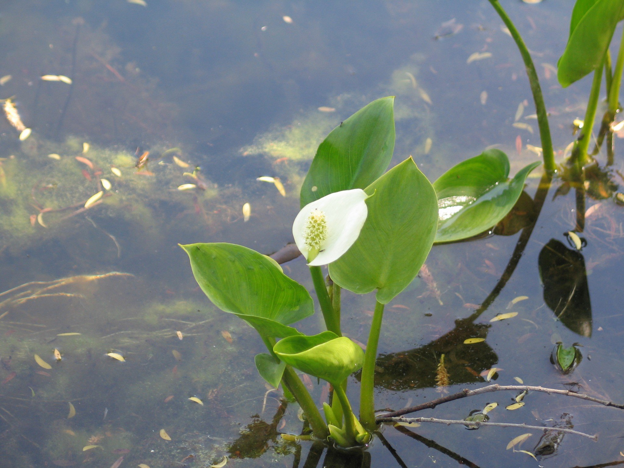 Какие растения в воде. Калла белокрыльник болотный. Белокрыльник болотный Calla palustris Калла Болотная. Белокрыльник болотный Карелия. Белокрыльник болотный в водоеме.