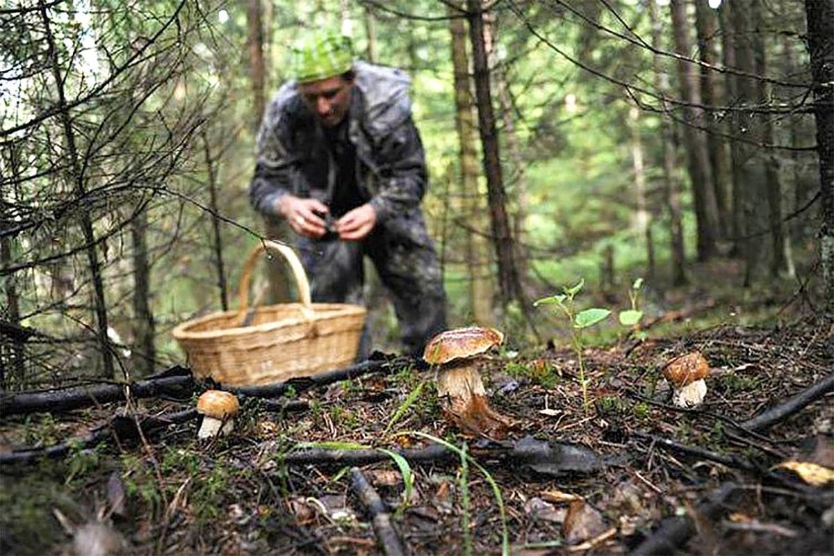 Человек уходит в лес тайгу