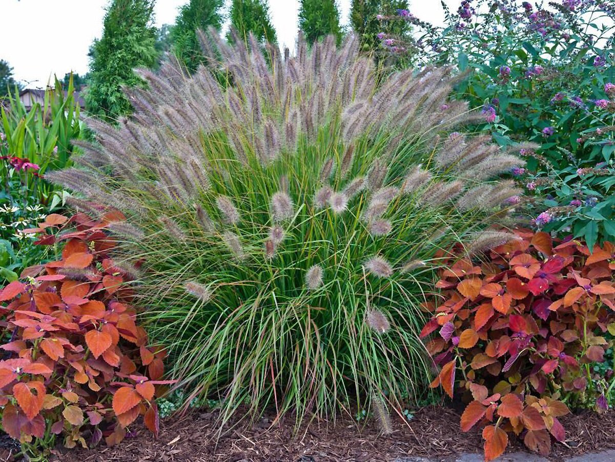 Декоративные травы в ландшафтном дизайне - 75 фото