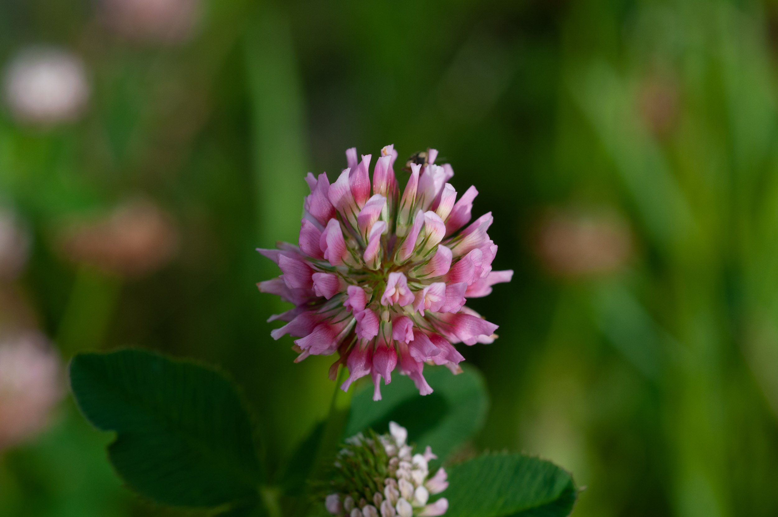 Красный Клевер Trifolium pratense