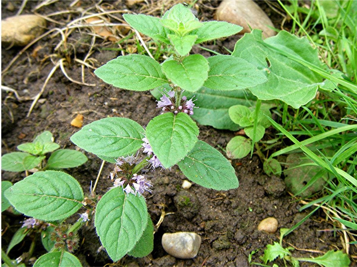 Дикая мята растение. Mentha arvensis. Мята Полевая (Méntha arvénsis). Мята крупнолистная. Мята Полевая (Mentha arvensis).