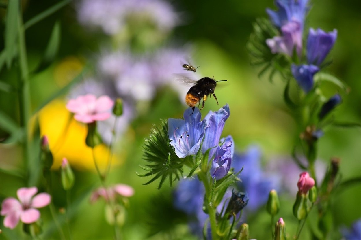 Травы и цветы для пчел