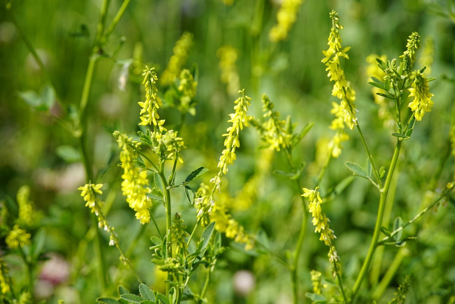 Melilotus officinalis