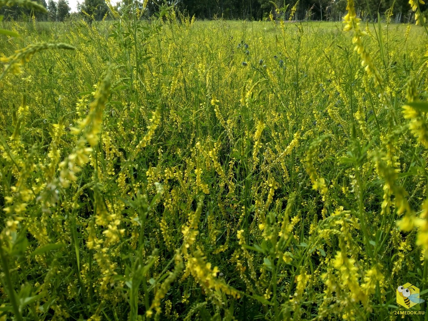 Р”РѕРЅРЅРёРє Melilotus officinalis