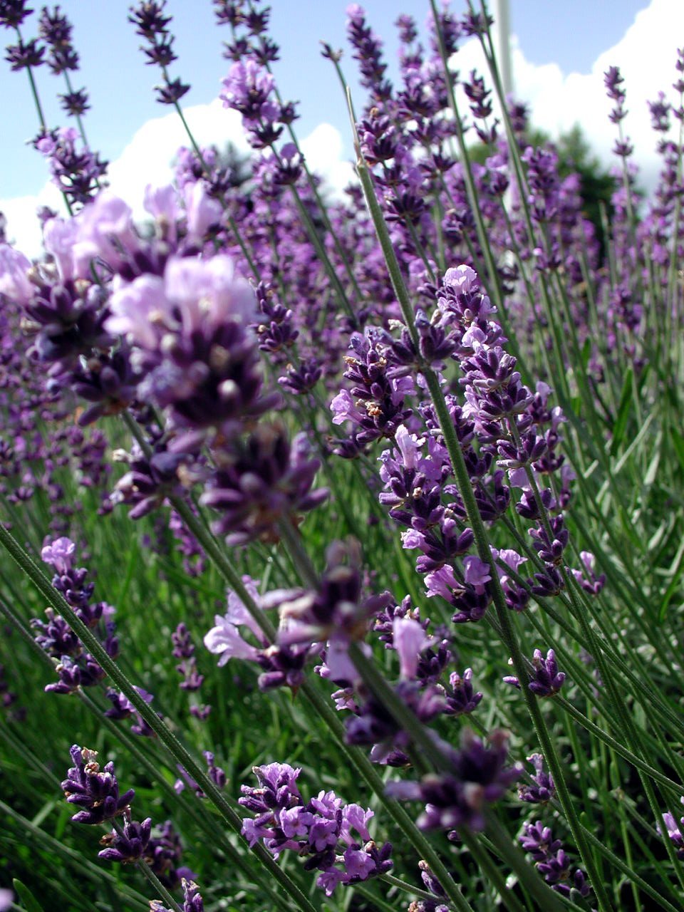 Трава С Фиолетовым Цветком Для Чая