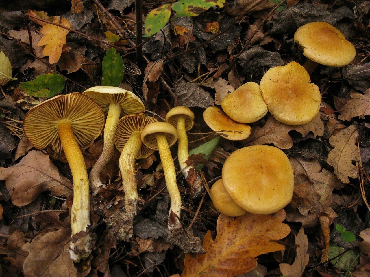 Рядовка сера. Рядовка серно-желтая. Рядовка серно-желтая (Tricholoma Sulphureum). Еловик желтый гриб. Рядовка серная Tricholoma Sulphureum.