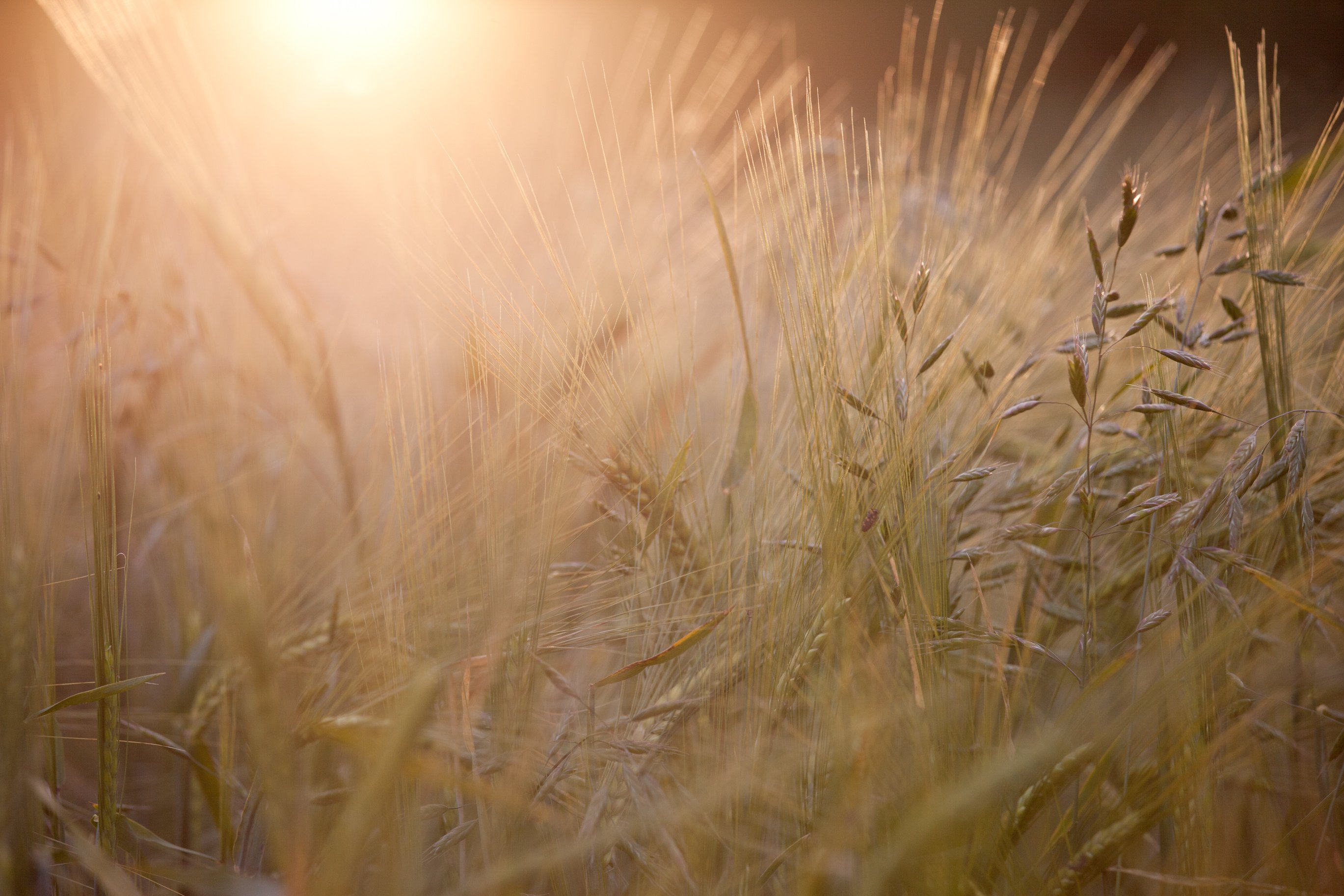 В тишине полей наливаются золотом колосья. Поле с колосьями. Колосья пшеницы. Природа в бежевых тонах. Пшеничное поле.