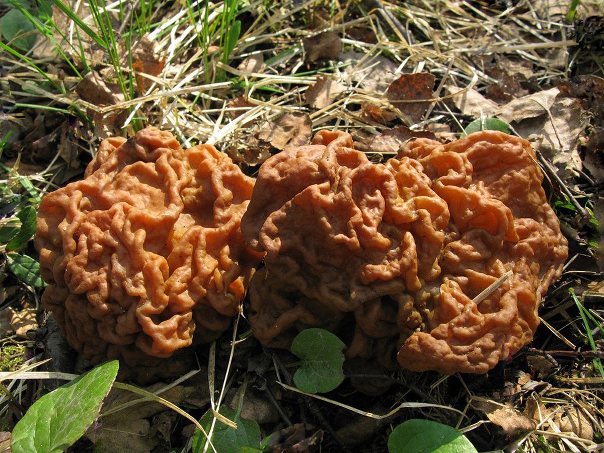 Сморчки грибы фото несъедобные ядовитые