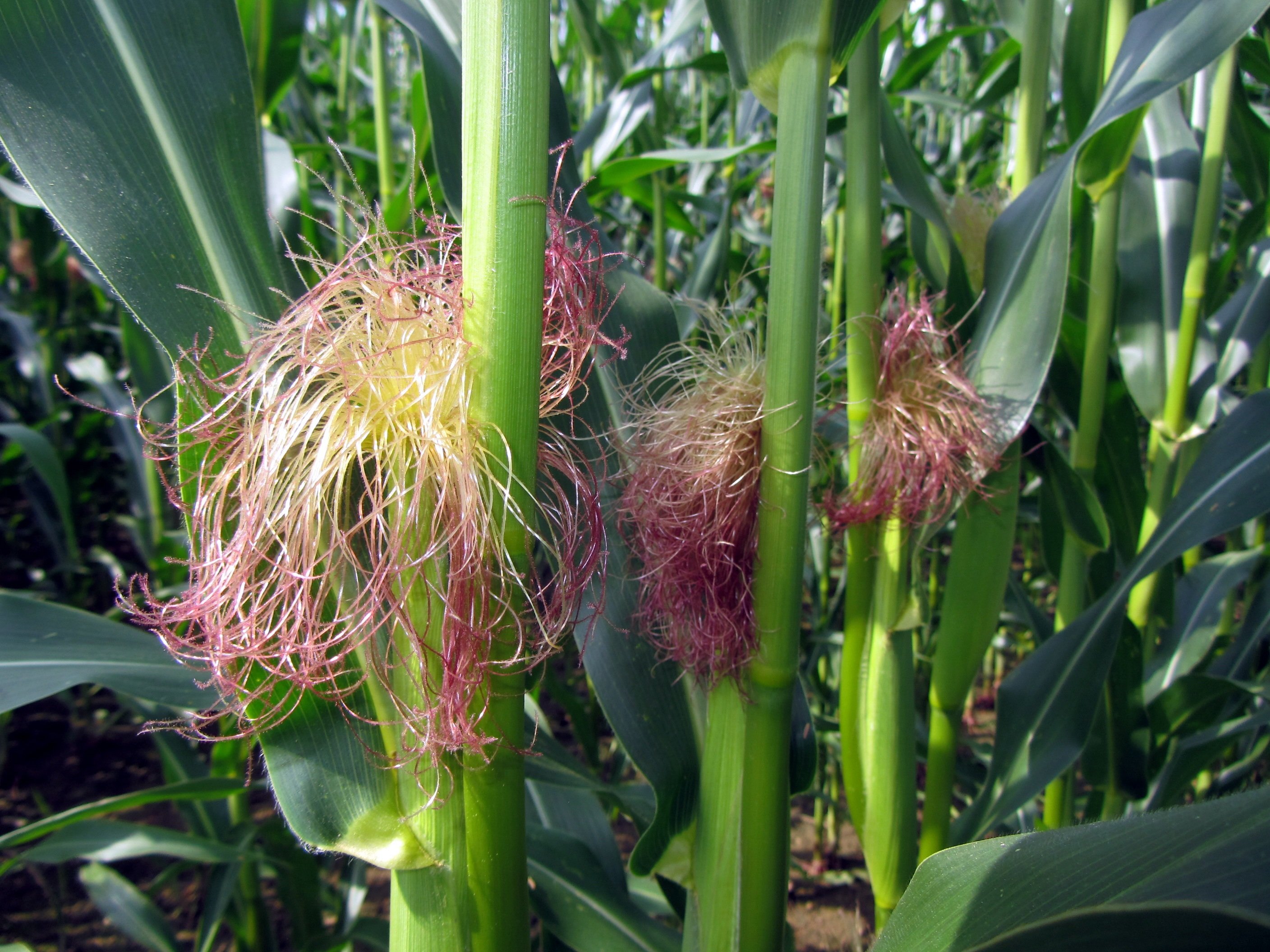 Растения с початком. Соцветие кукурузы. Цветение початка кукурузы. Кукуруза Flora. Метелка кукурузы.