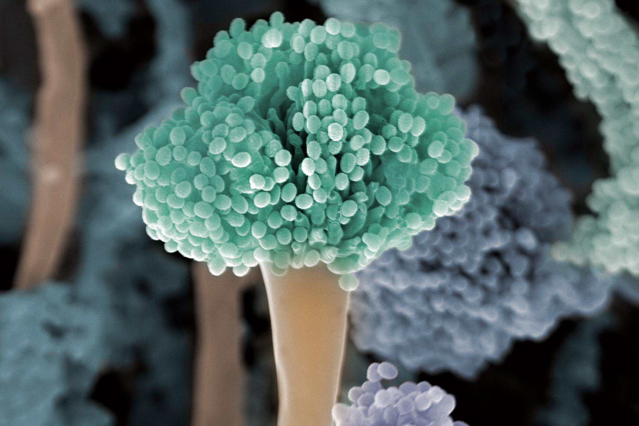 Вирус споры грибов. Плесневые грибы аспергиллус. Aspergillus fumigatus - гриб. Плесень аспергиллус. Плесневые грибы аспергилл.