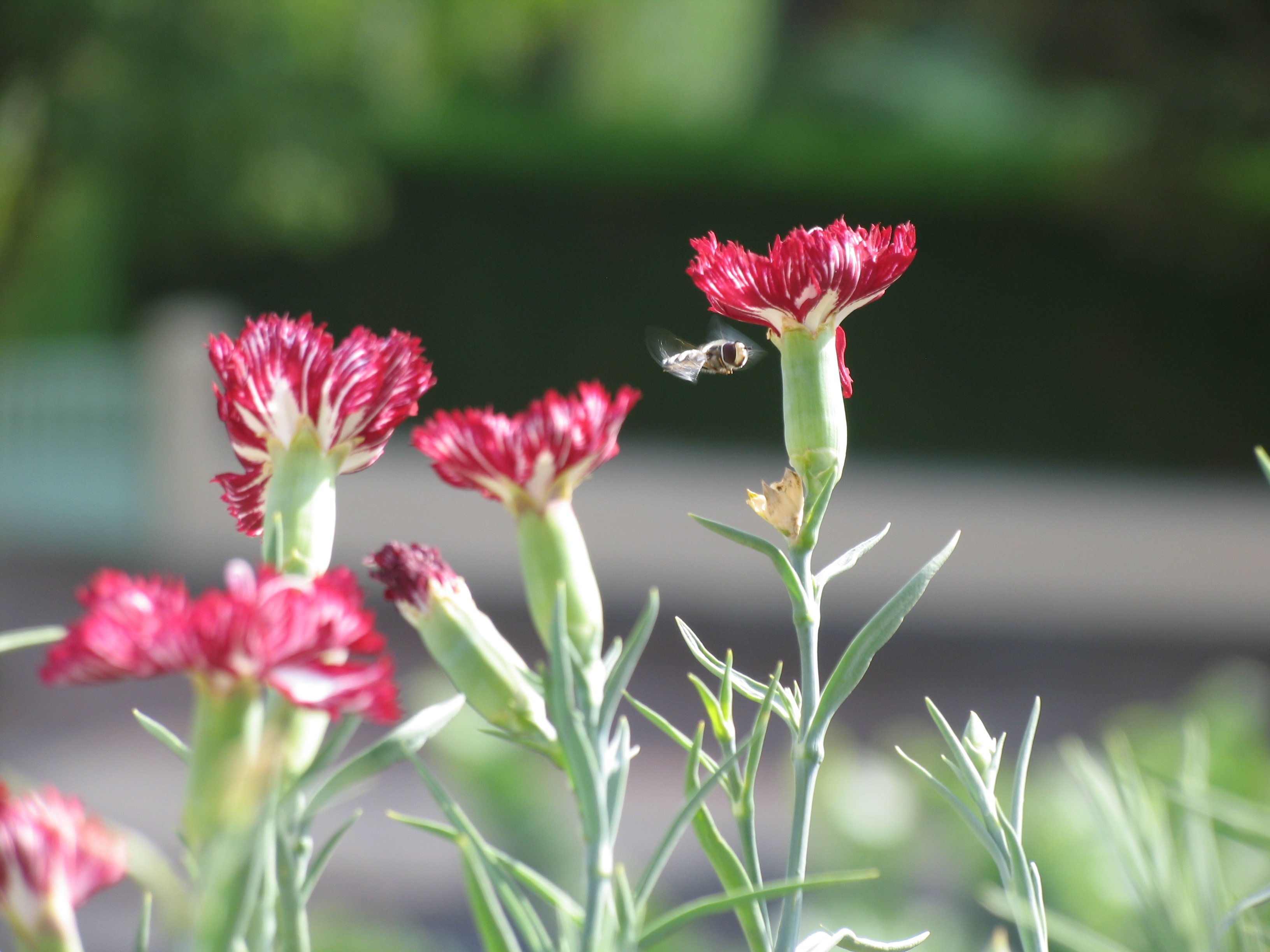 Как сохранить гвоздику. Гвоздика монпелийская. Гвоздика широковетвистая — Dianthus ramosissimus. Гвоздика Луговая. Гвоздика Луговая красная.