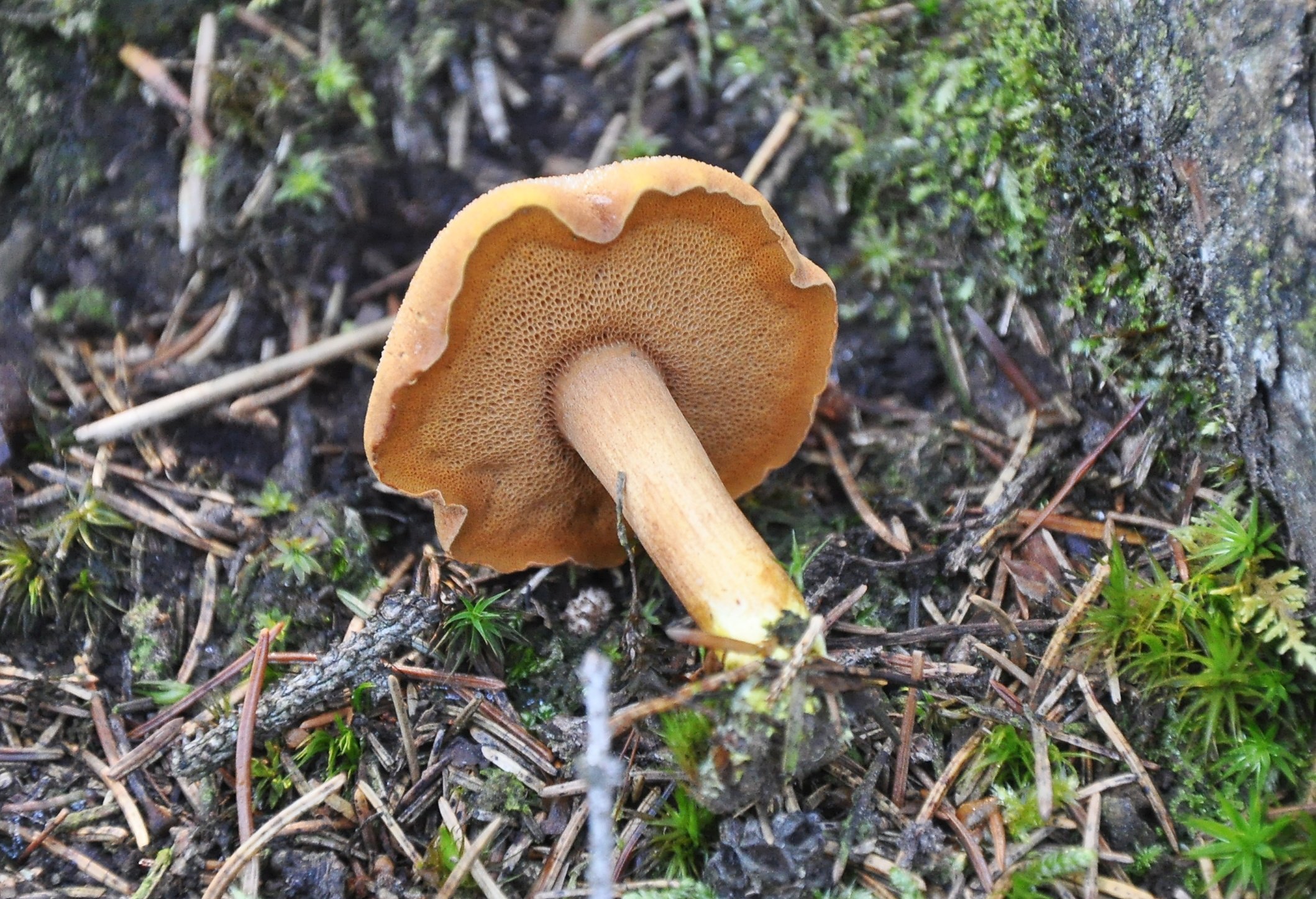 Перечный гриб. Chalciporus piperatus. Масленок перечный. Гриб перечный трубчатый.